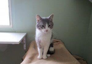 A grey and white cat sitting on top of a blanket.