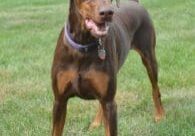 A brown and tan dog standing in the grass.