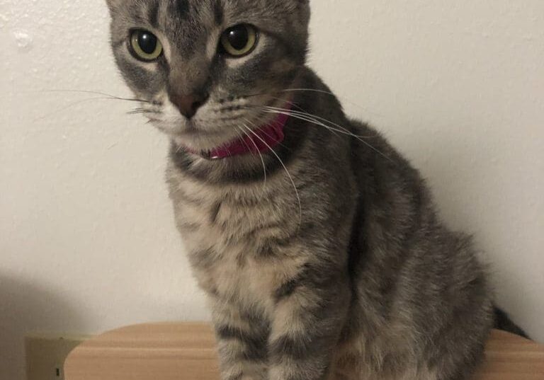 A gray tabby cat sitting on a wooden chair.