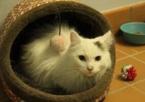 A white cat sitting in a cat bed.