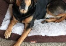 A black and tan dog laying on a dog bed.