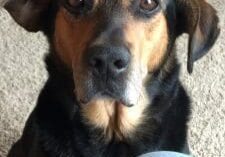 A black and tan dog sitting on the floor.