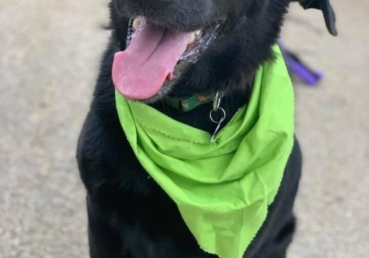 A black dog with a green bandana sitting on the ground.