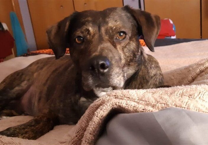 A brown dog laying on a bed with a blanket.