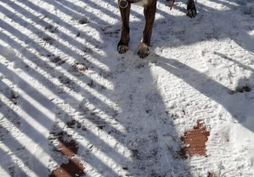 A dog standing on a wooden deck in the snow.