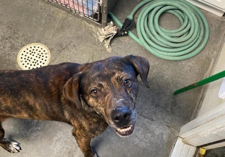 A brown dog standing next to a hose in a kennel.