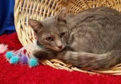 A gray cat laying in a wicker basket with toys.