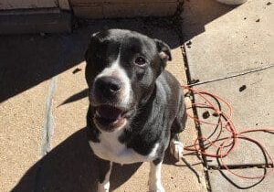 A black and white dog sitting on the sidewalk.