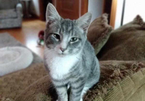 A gray cat sitting on top of a couch in a living room.