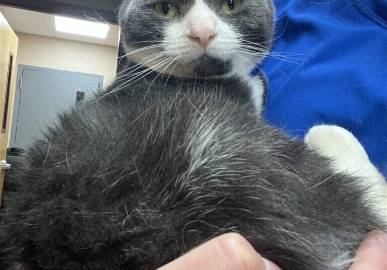 A grey and white cat is being held by a person.