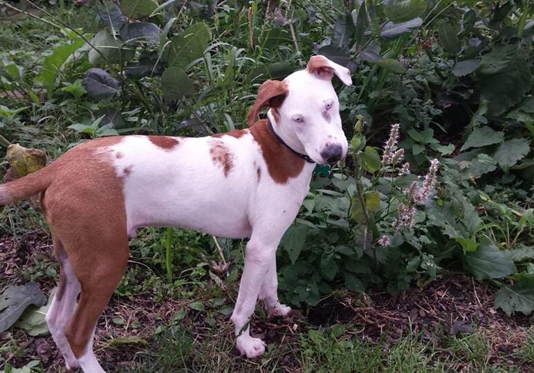 A brown and white dog standing in a garden.