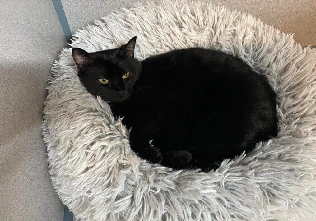 A black cat laying in a fluffy cat bed.