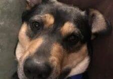 A black and tan dog laying on a couch.