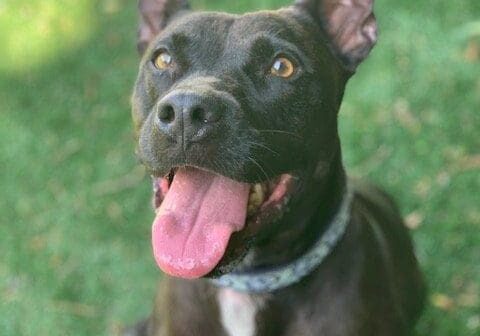 A black dog is sitting on the grass with his tongue out.