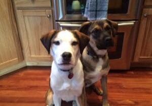 Two dogs sitting on the floor in a kitchen.