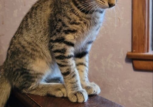 Tabby cat sitting on a wooden ledge.