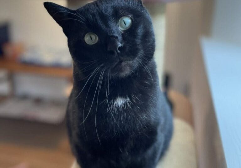 Black cat with green eyes on a cat tree.