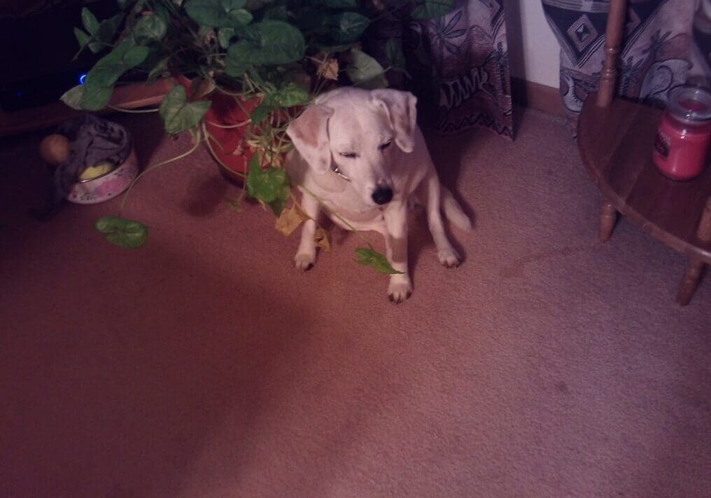 A dog sitting on the floor next to a potted plant.