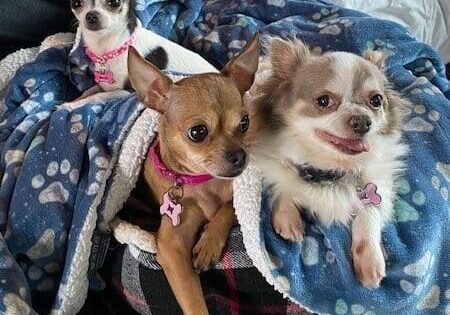 Three chihuahua dogs sitting on a blanket on a couch.