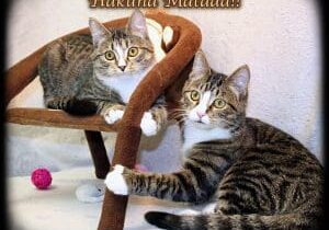 Two tabby cats sitting on a chair.