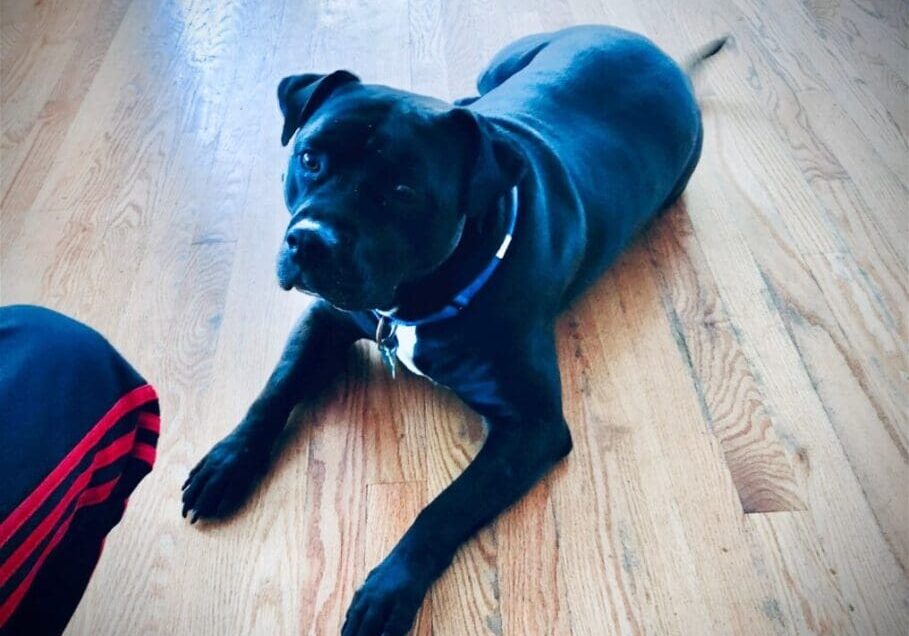 A black dog laying on a wooden floor.