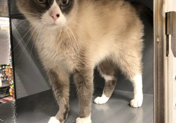 A cat standing on top of a metal shelf.