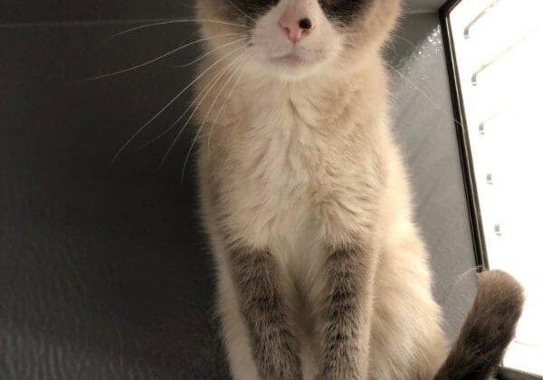 A siamese cat sitting in a cage.