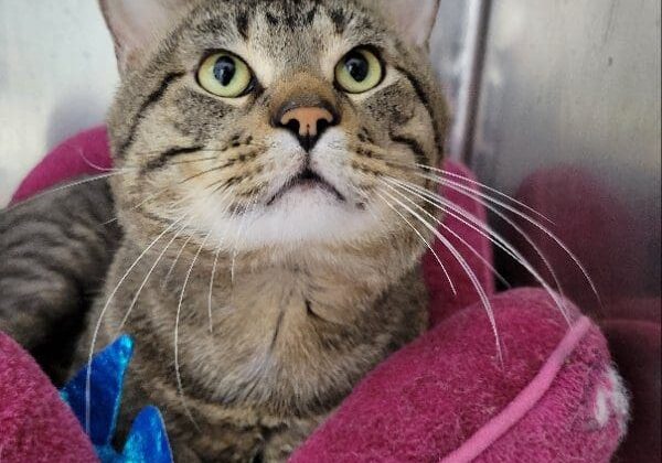 A tabby cat sitting on a pink pillow.