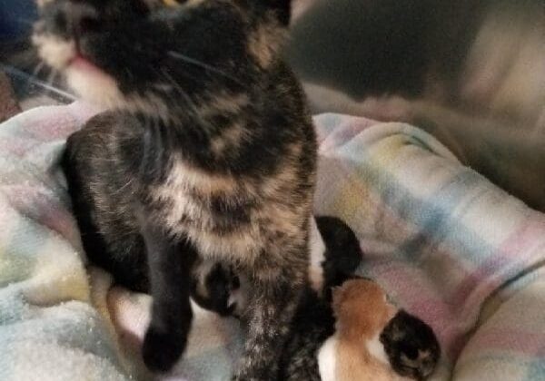 A black and brown cat is sitting on a blanket with two kittens.