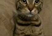 A tabby cat sitting on top of a couch.