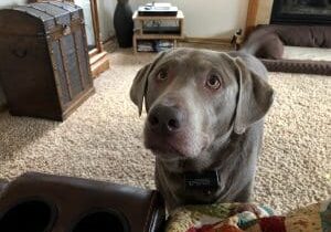 A grey dog standing in front of a couch in a living room.