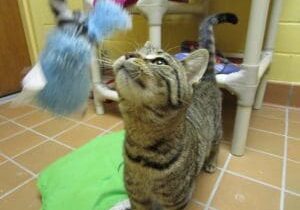 A tabby cat playing with a toy on the floor.