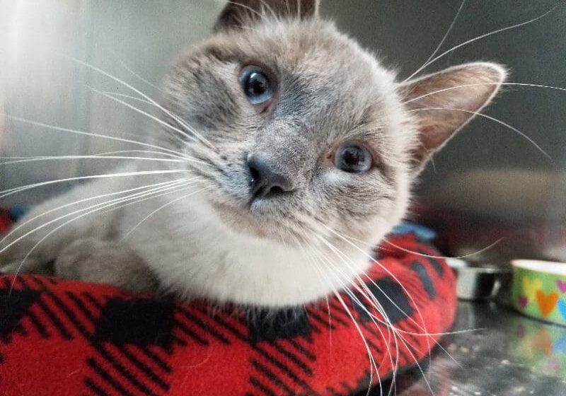 A grey cat laying on a red and black blanket.