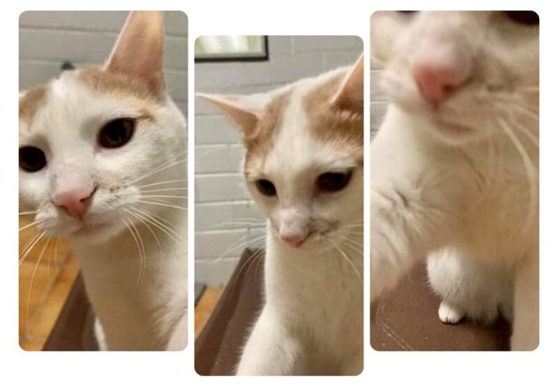 Four pictures of a white cat looking at the camera.