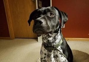 A black and white dog sitting in a dog bed.