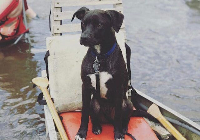 A black dog sitting in a canoe.