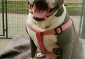 A pit bull terrier mixed breed dog sitting on a bench.