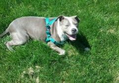 A gray dog laying in the grass wearing a harness.