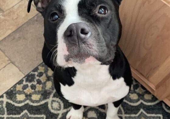 A black and white dog standing in front of a kitchen.