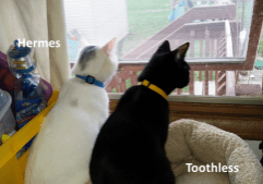 Two cats looking out a window.