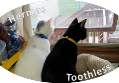 Two black and white cats sitting on a window sill.