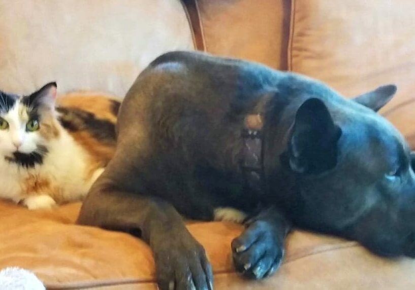 A dog and a cat laying on a couch.