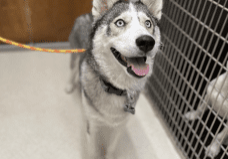 A husky dog in a kennel.