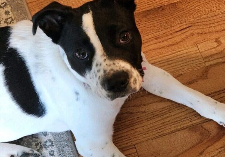 Black and white dog laying on hardwood floor.