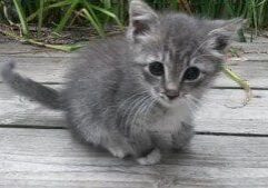 A gray kitten sitting on a wooden deck.