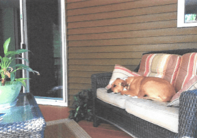 A dog laying on a wicker couch.