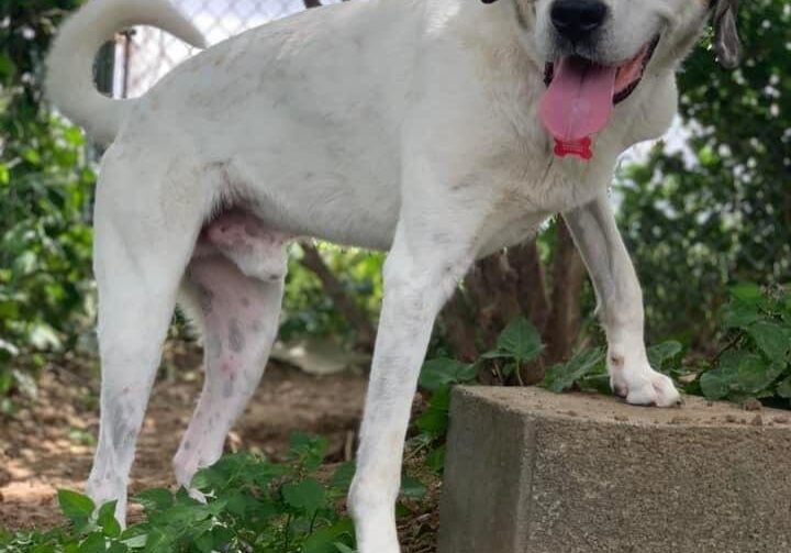 A white and brown dog standing on a set of steps.