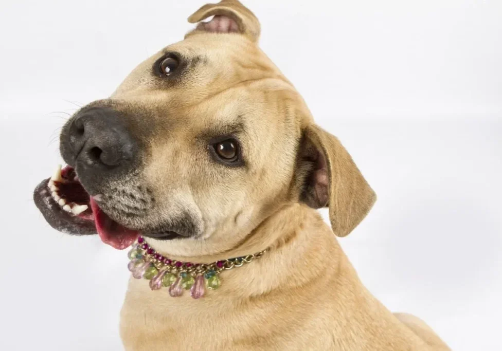 A close up of a dog wearing a collar