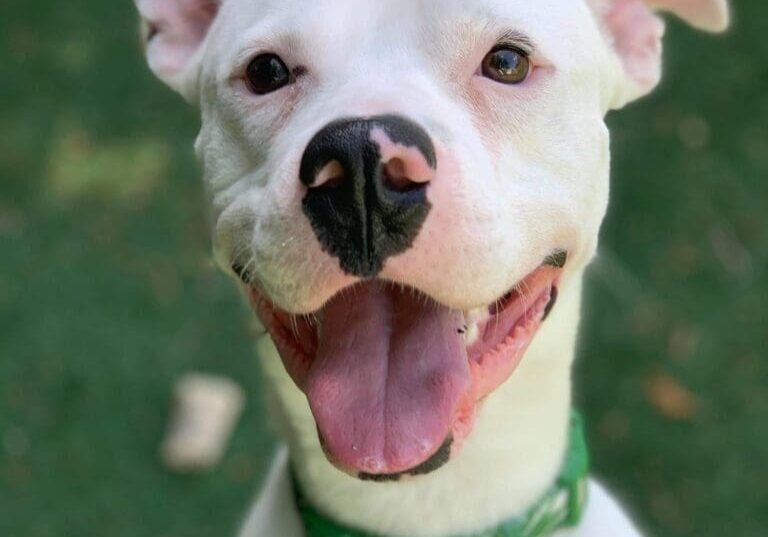 A white dog with its tongue hanging out.