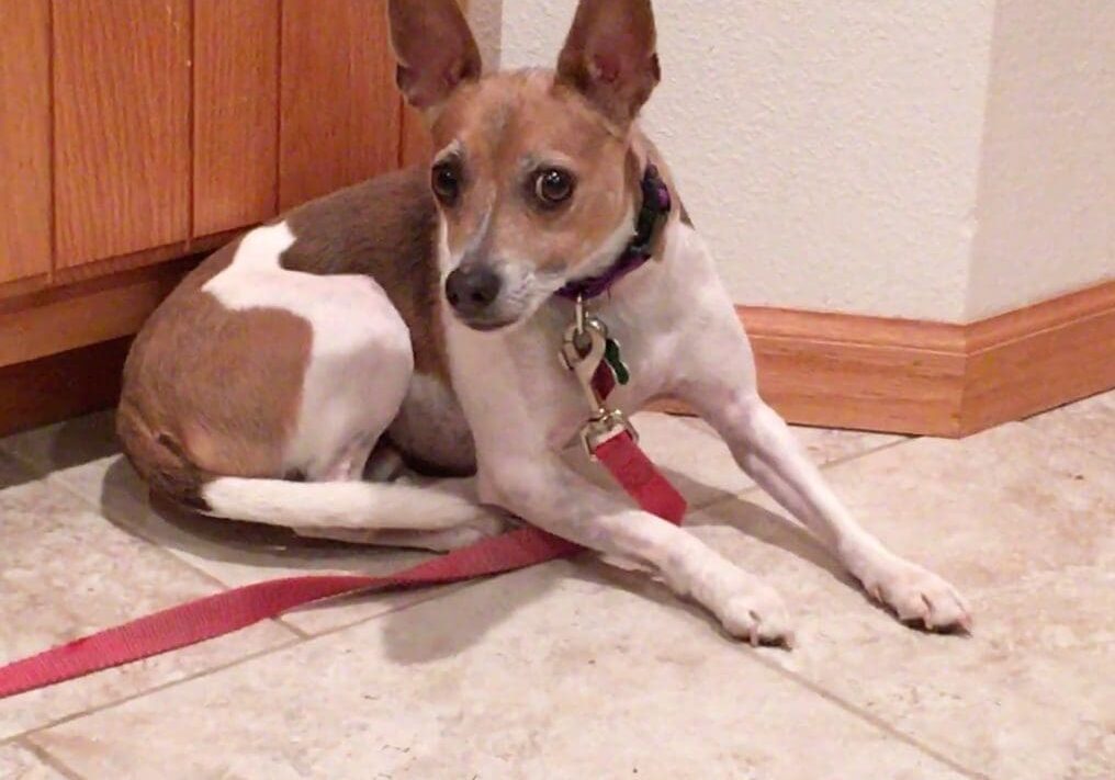 A brown and white dog sitting on the floor.